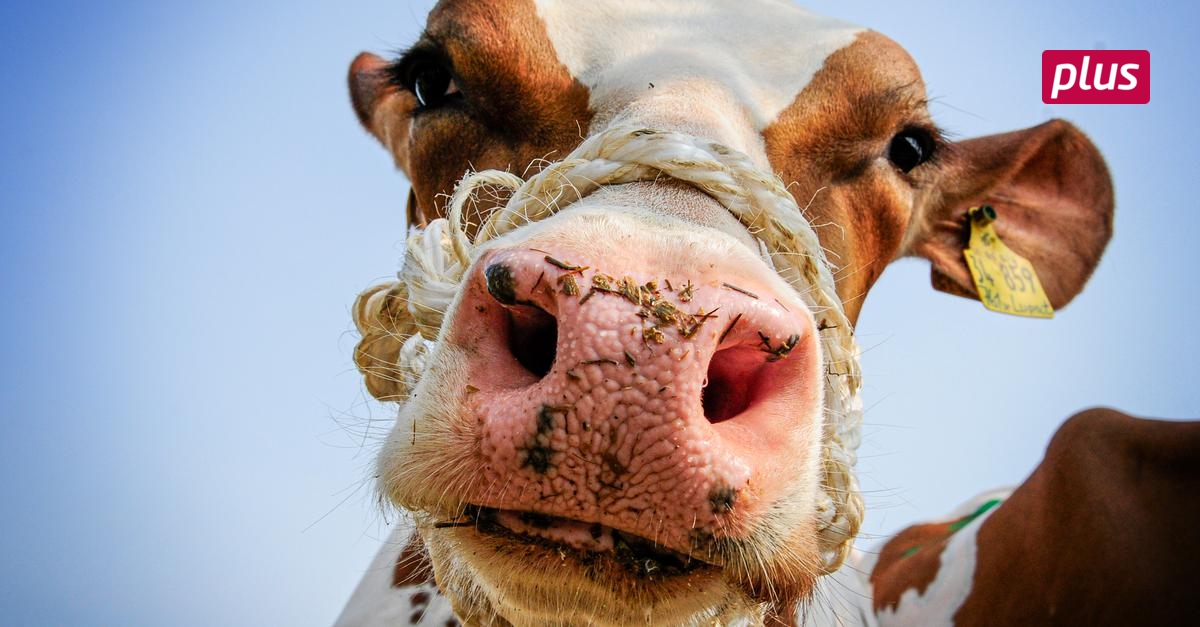 „Wunderbare Euter“ KlasseKühe aus Mühltal